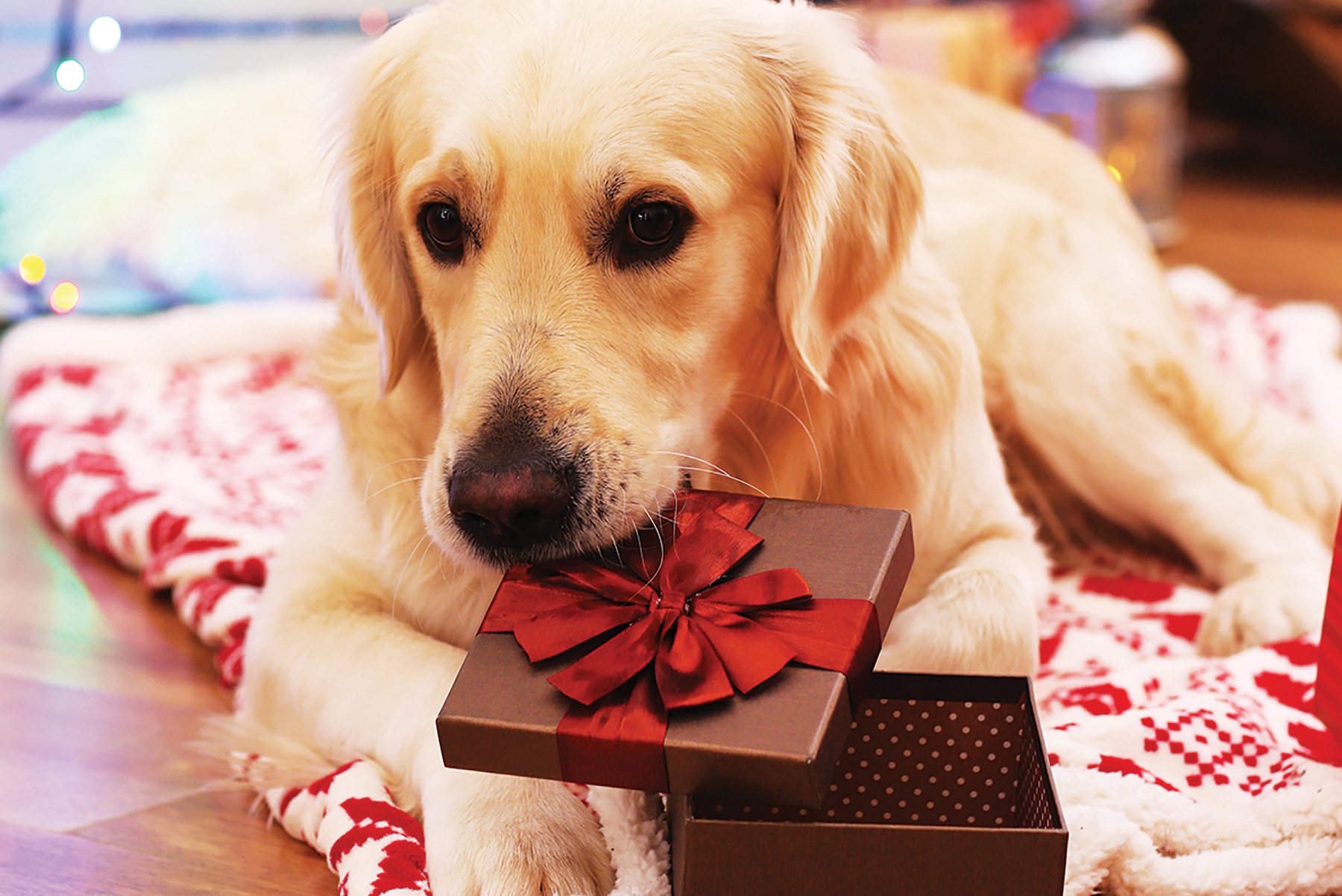 CIRCA Magazine Are You Ready For A Puppy This Christmas?