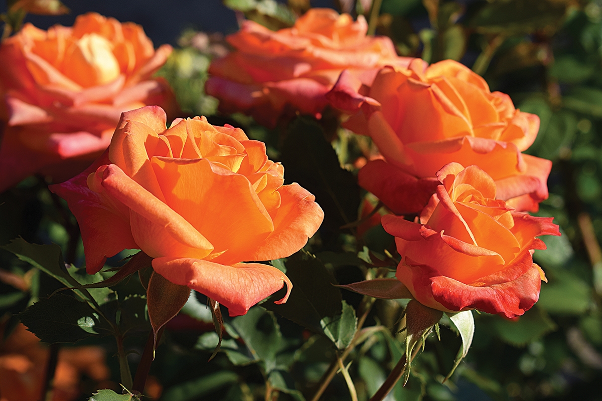 CIRCA Magazine Best Roses For Our Region